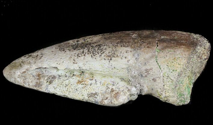 Pachycephalosaurus Claw - North Dakota #46924